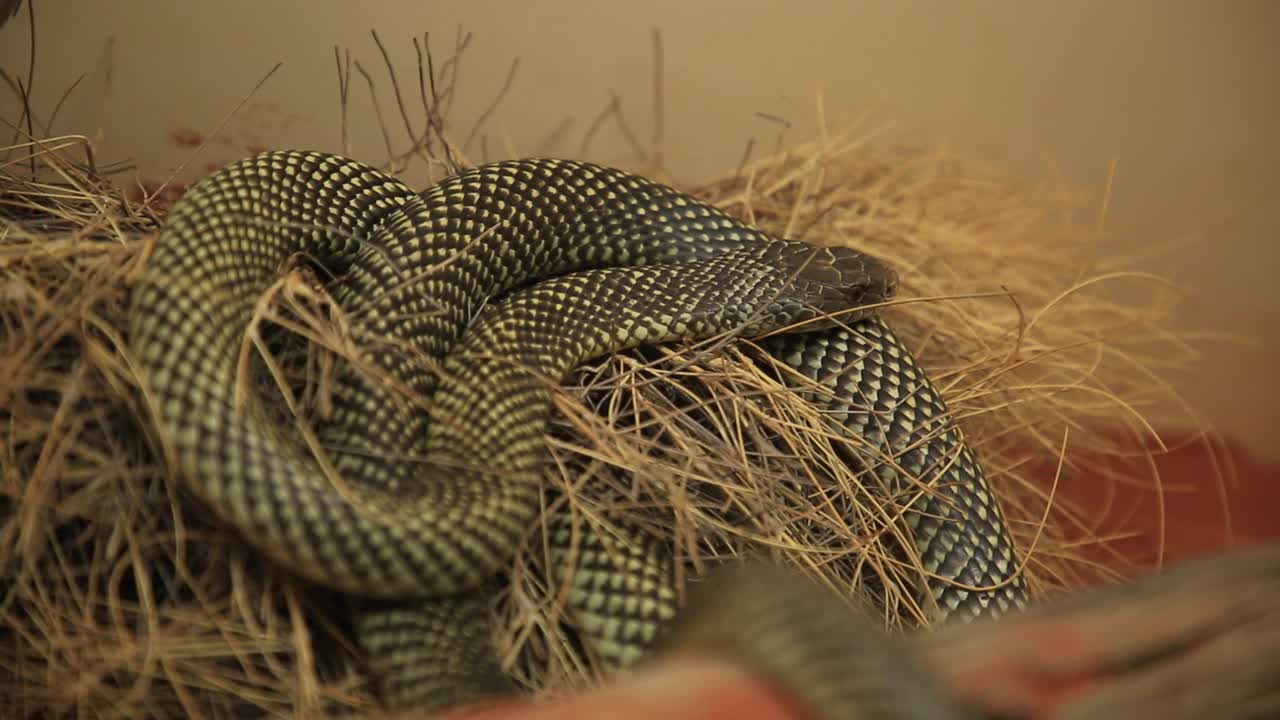 棕褐蛇王视频素材