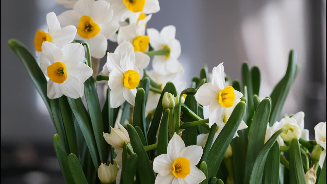 春季水仙花的特写，4k镜头，倾斜转换拍摄。视频素材
