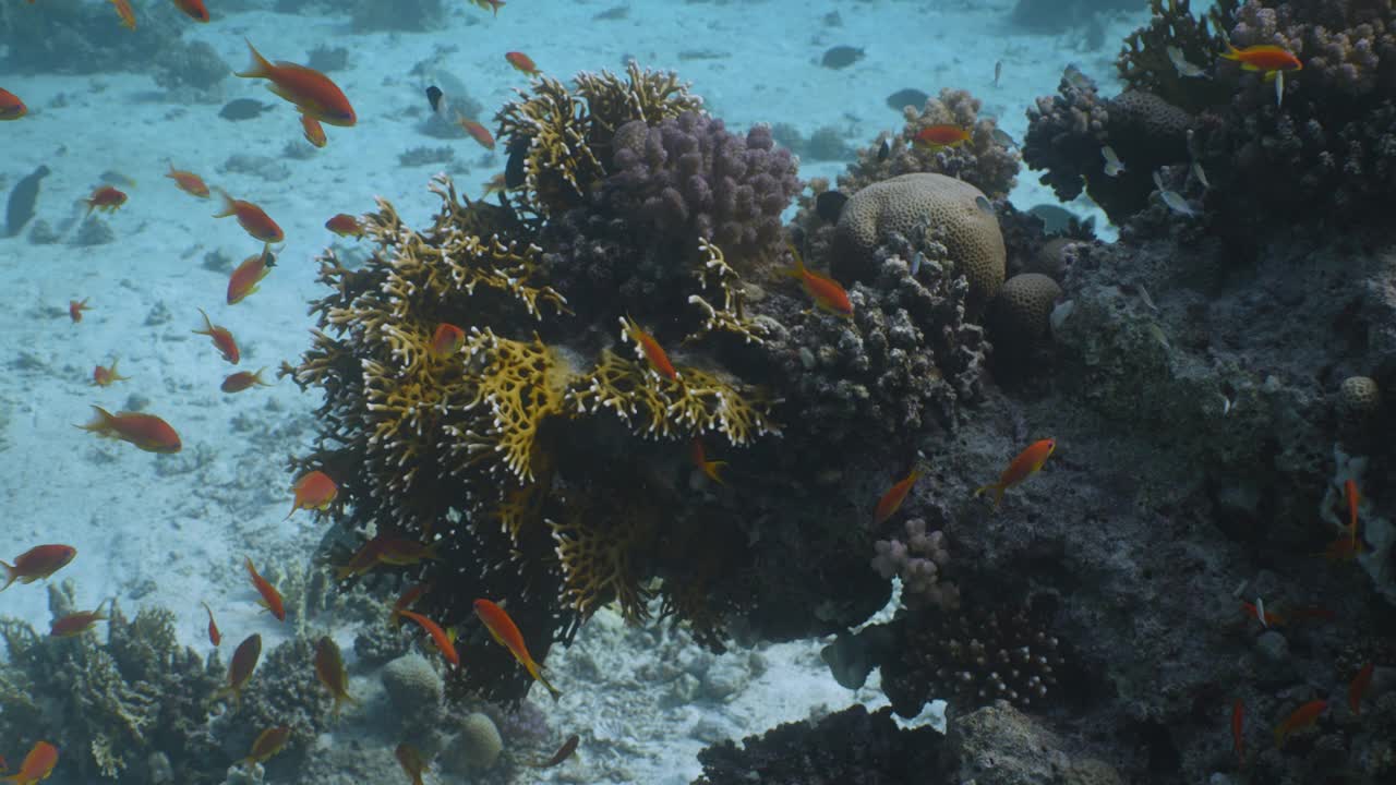 生长在红海珊瑚礁上的一种鱼视频下载