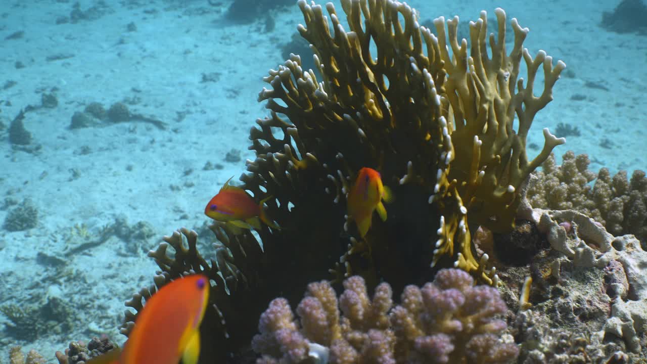 在红海珊瑚群周围的Anthias鱼视频下载