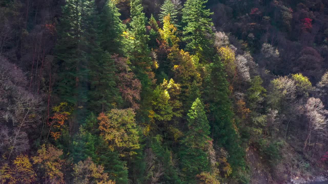 高原的秋天是美丽的，森林也将是五彩缤纷的视频素材