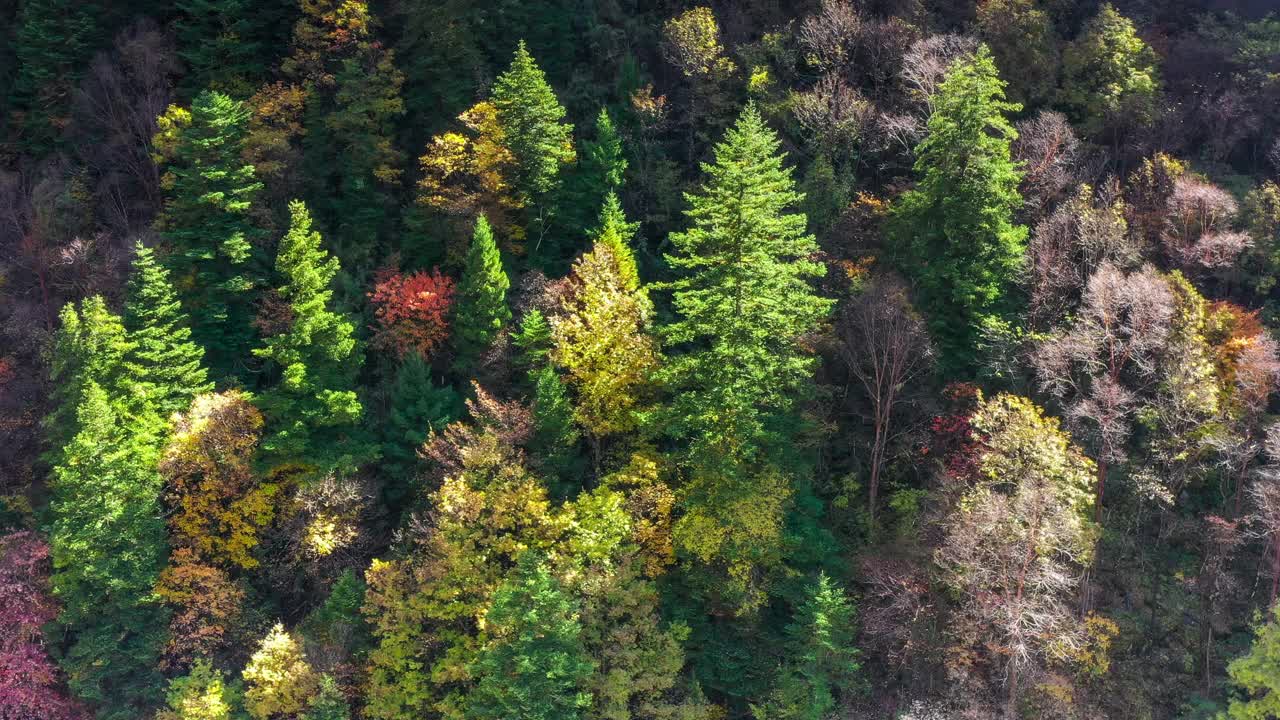 高原的秋天是美丽的，森林也将是五彩缤纷的视频素材