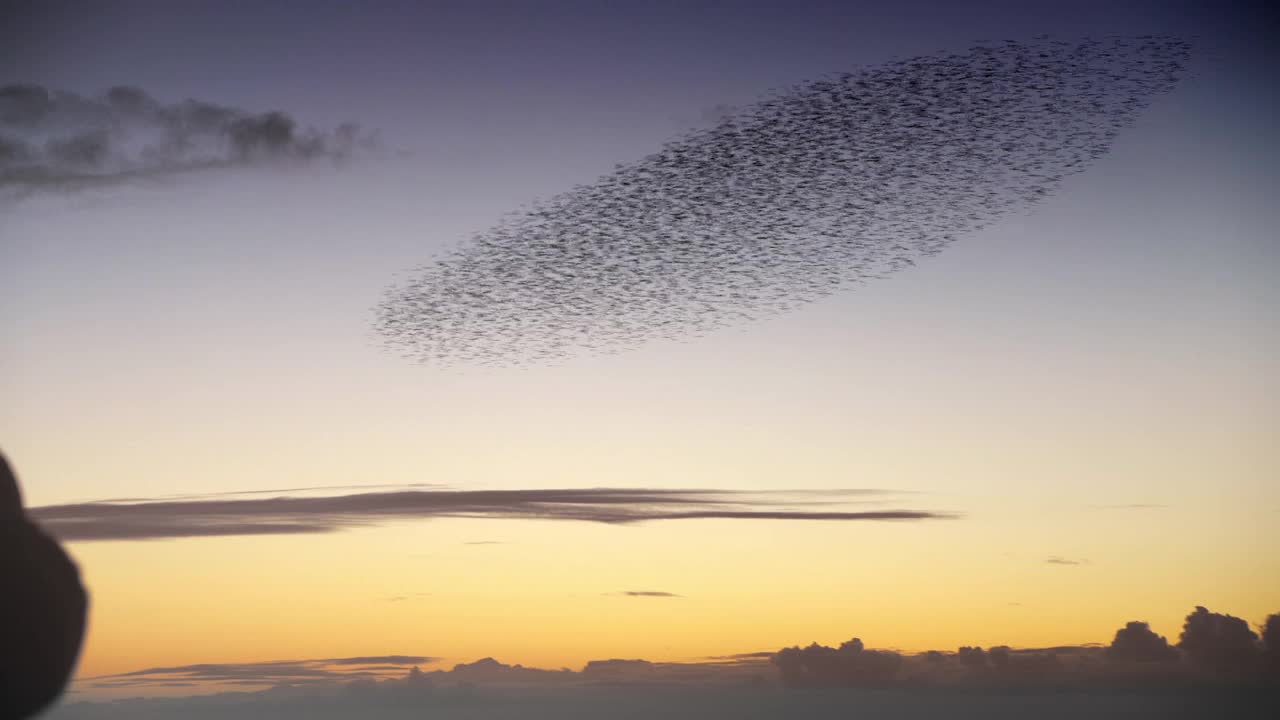 一群椋鸟在日落时成群结队视频素材