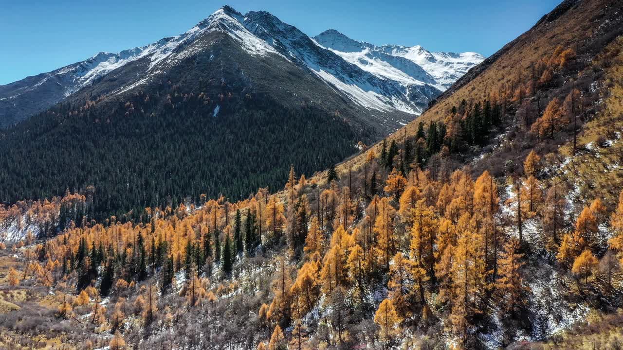 雪山脚下的森林被秋天染成了色彩视频素材