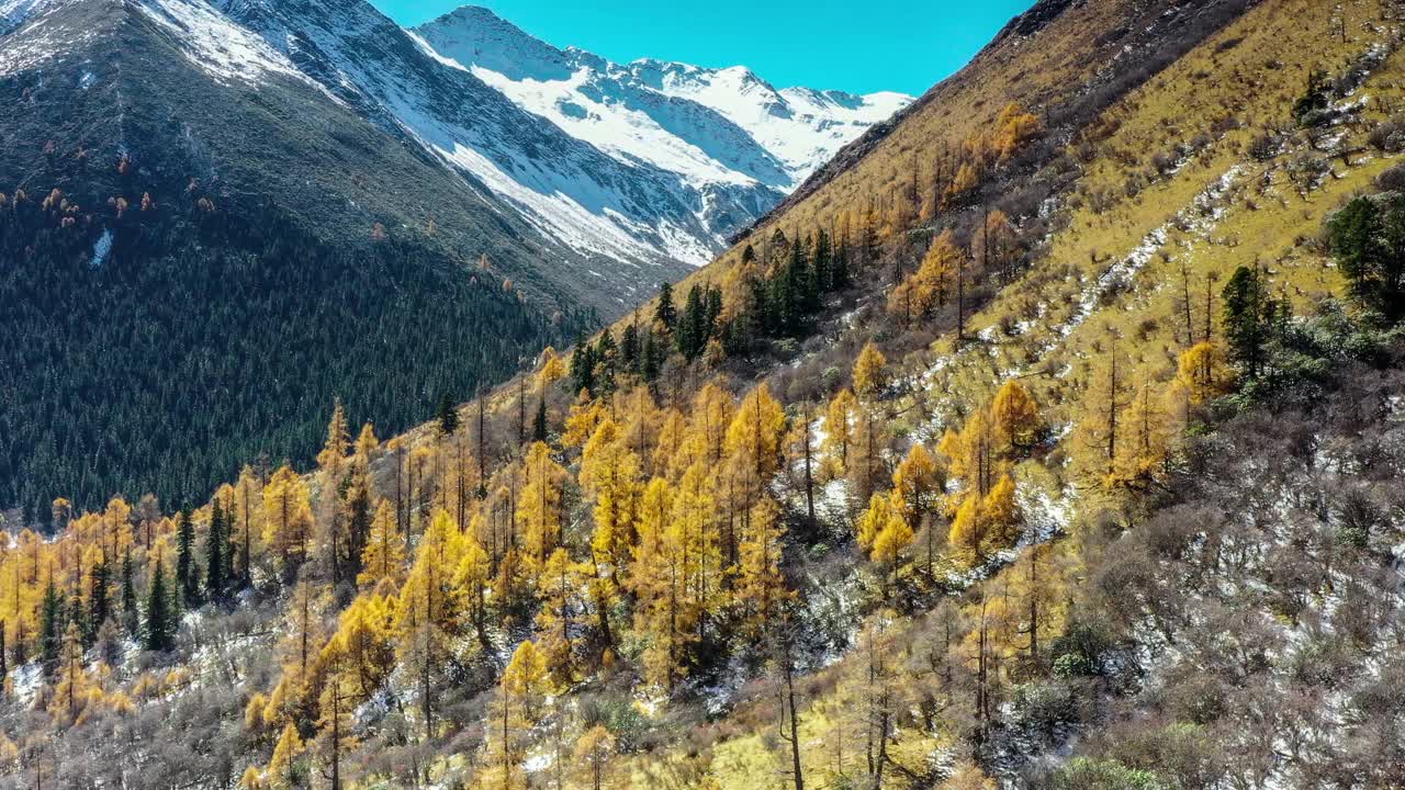雪山脚下的森林被秋天染成了色彩视频素材
