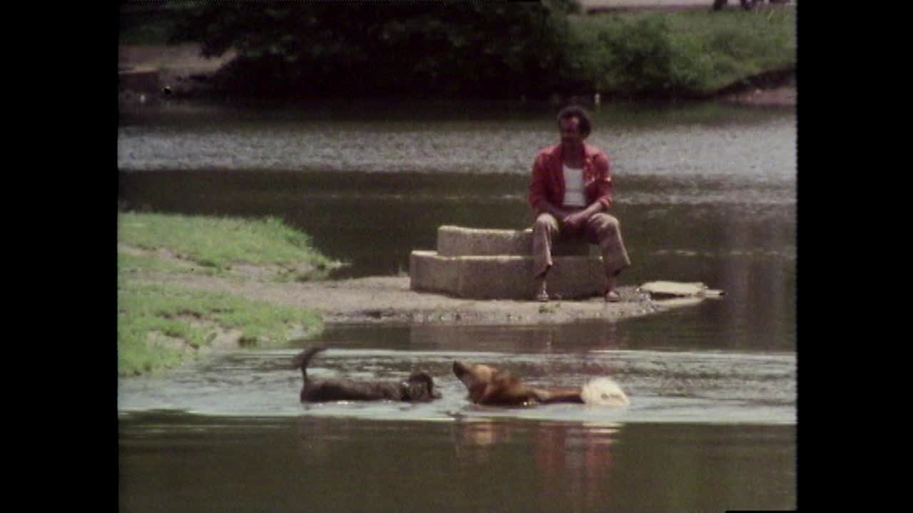 两只狗在水里玩耍，然后在中央公园跑掉;1980视频素材