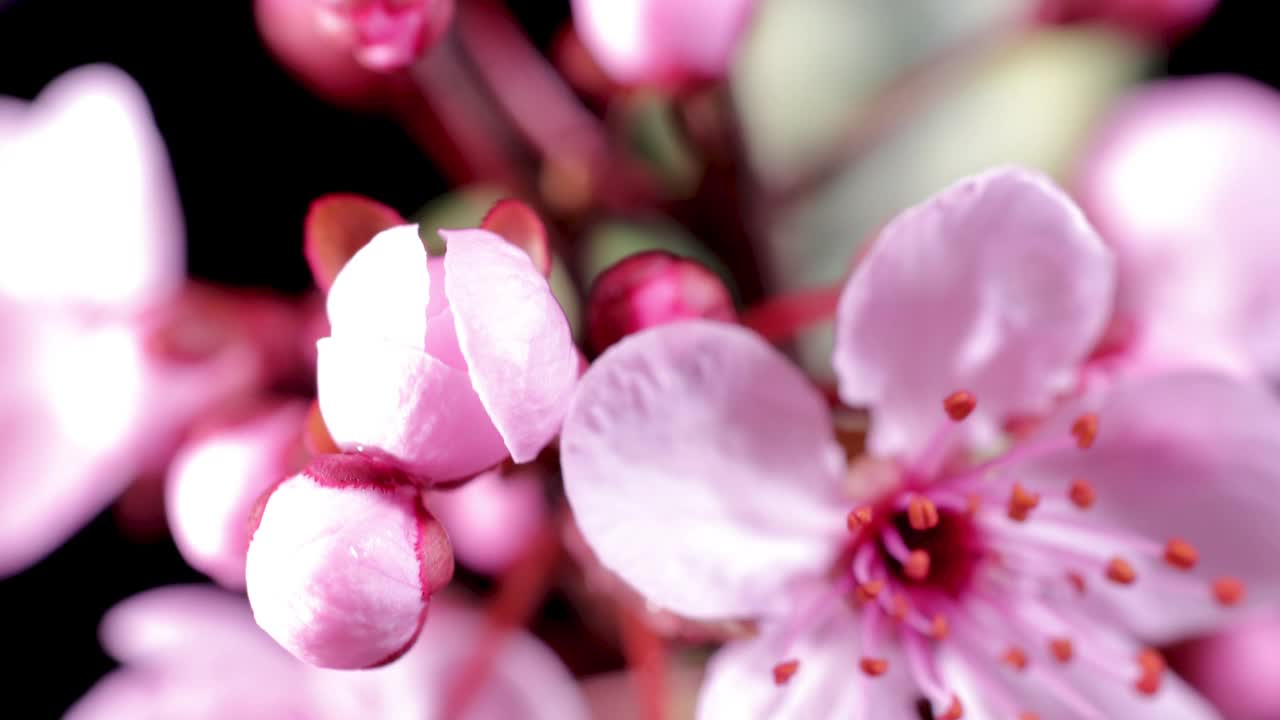 粉红色的樱花盛开——樱花视频下载