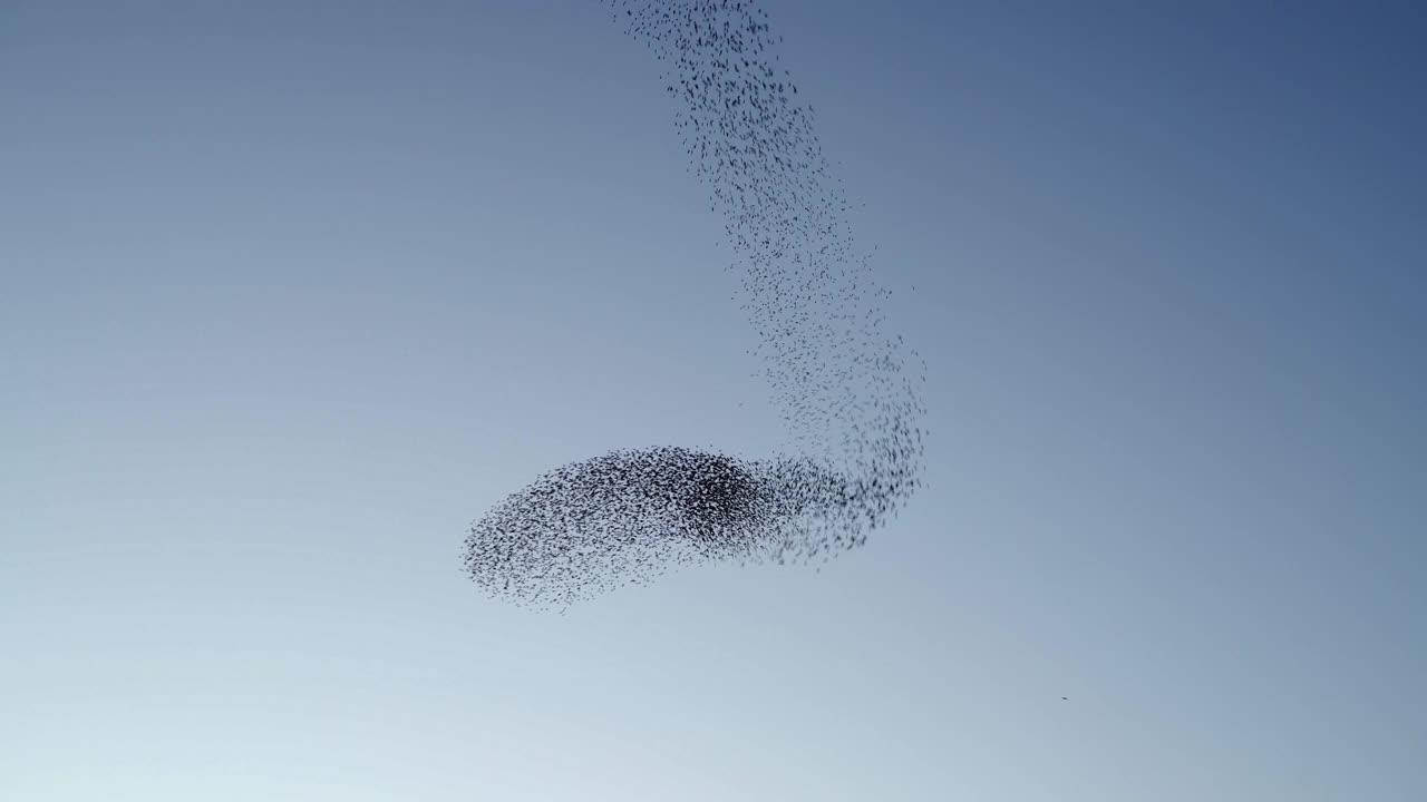 天空中成群结队的椋鸟的低语视频素材