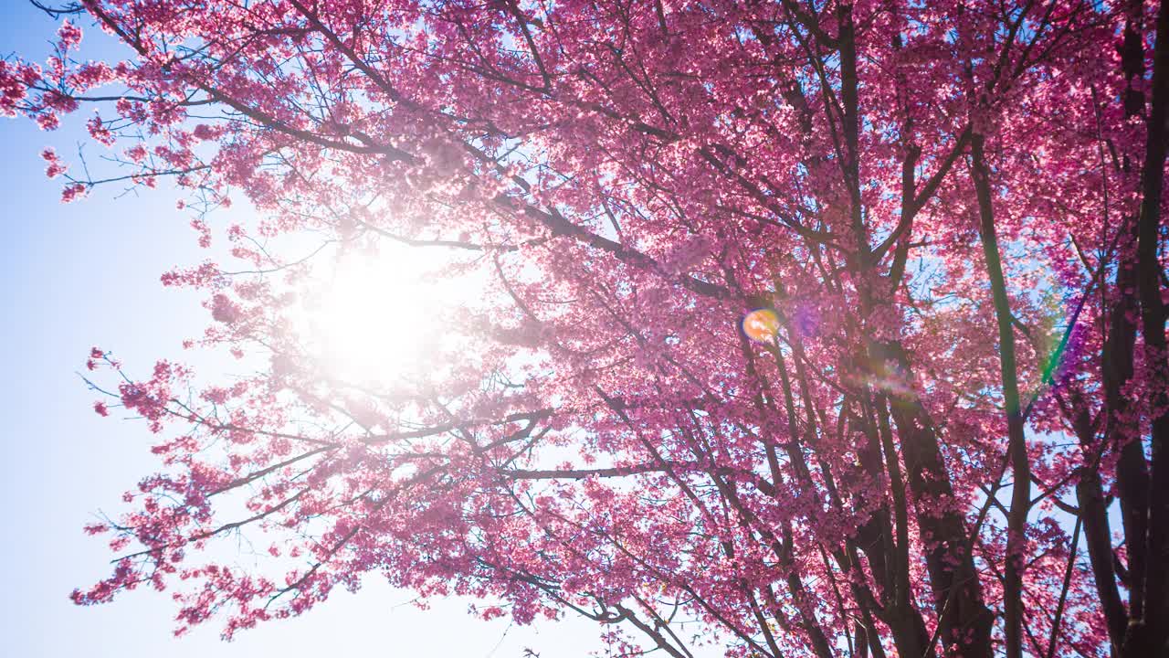 美丽的粉红色樱桃树在春天的阳光照耀下盛开视频素材