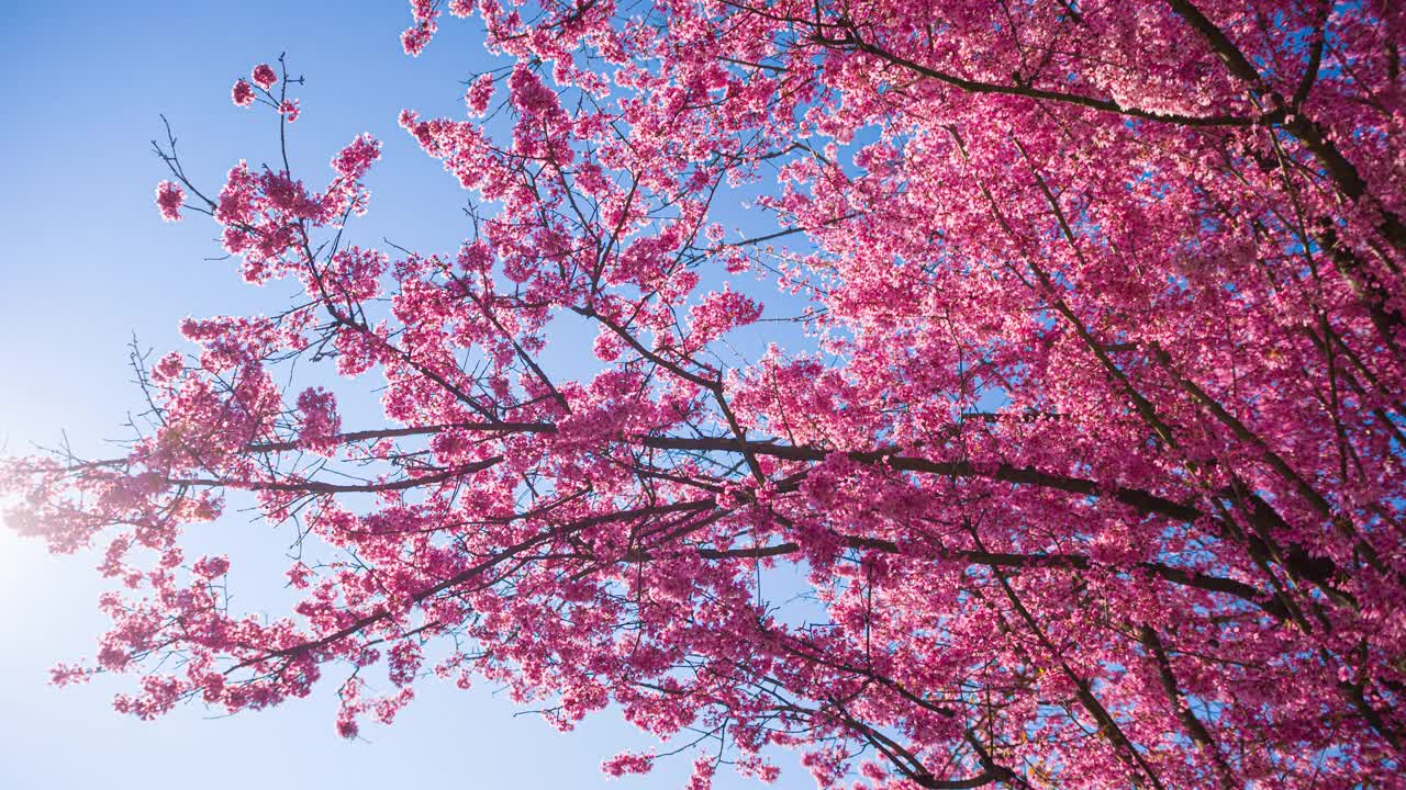 春天在阳光照耀下盛开的樱桃树视频下载