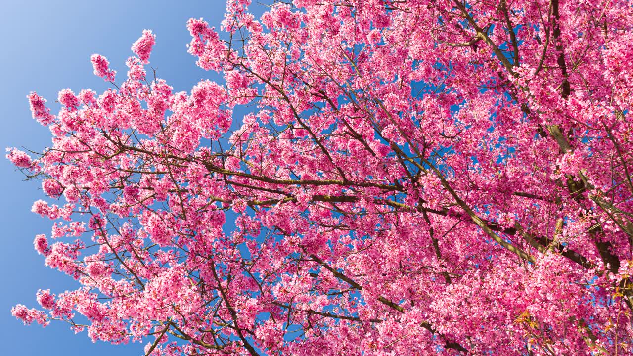 美丽的粉红色樱花盛开视频下载