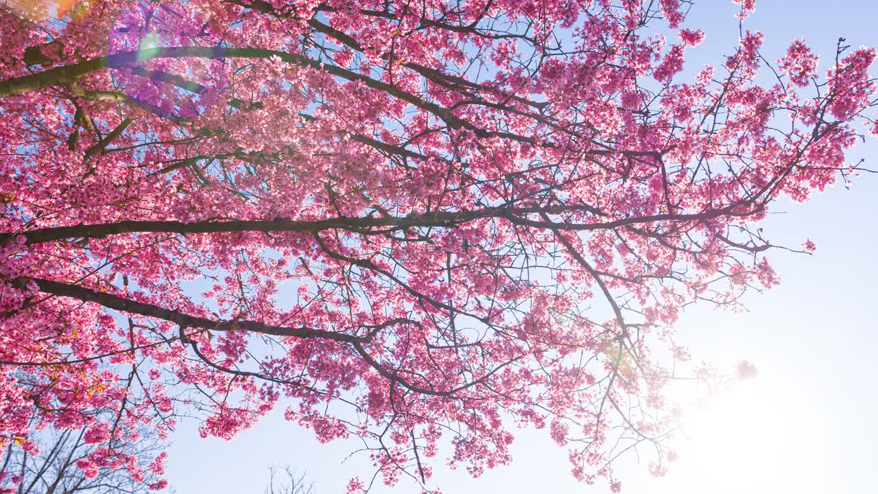 明媚的春天，明亮的樱花盛开视频下载