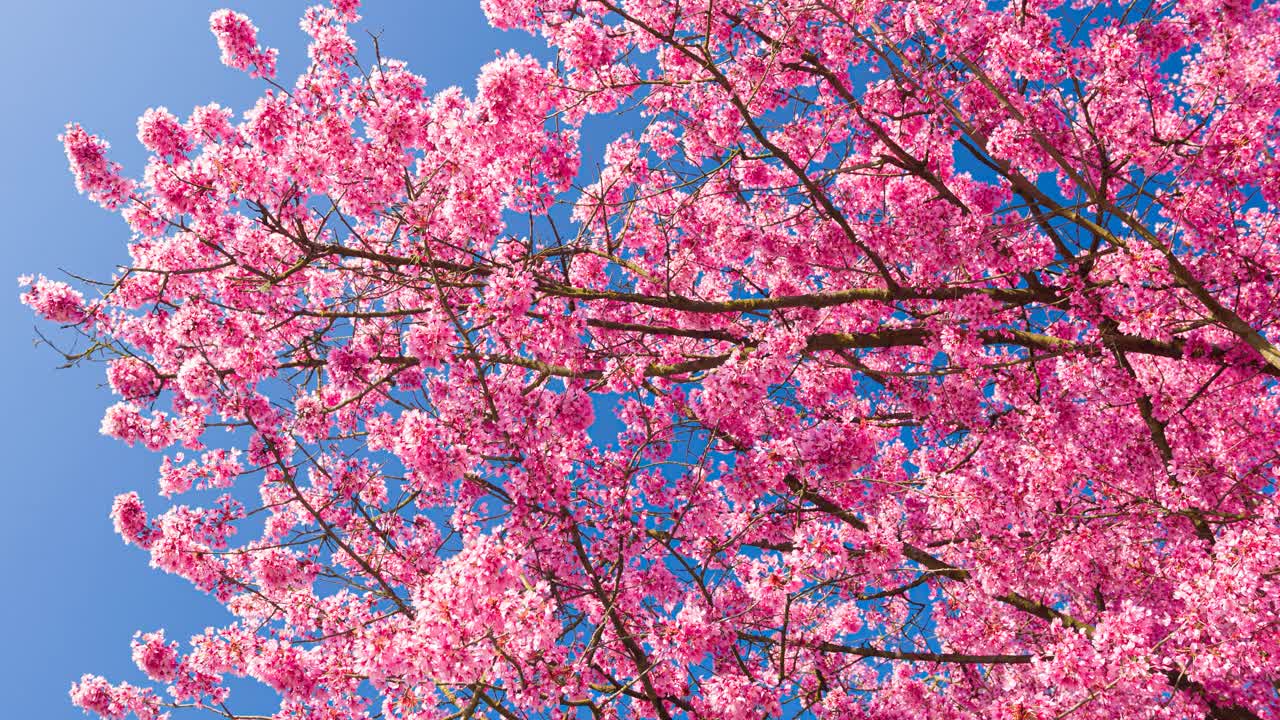 美丽的粉红色樱花在春天盛开视频下载