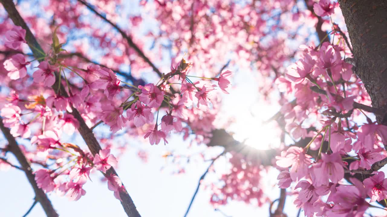 明媚的春天，明亮的樱花盛开视频下载