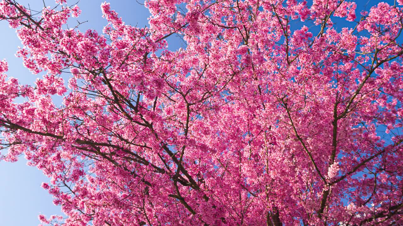美丽的粉红色樱桃树在春天的阳光照耀下盛开视频下载