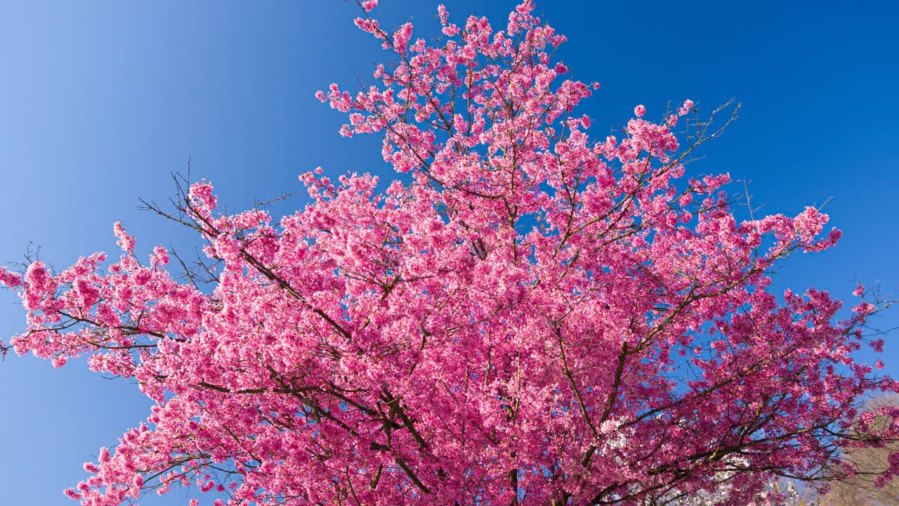 雄伟的粉红色樱花在晴朗的天空背景视频下载