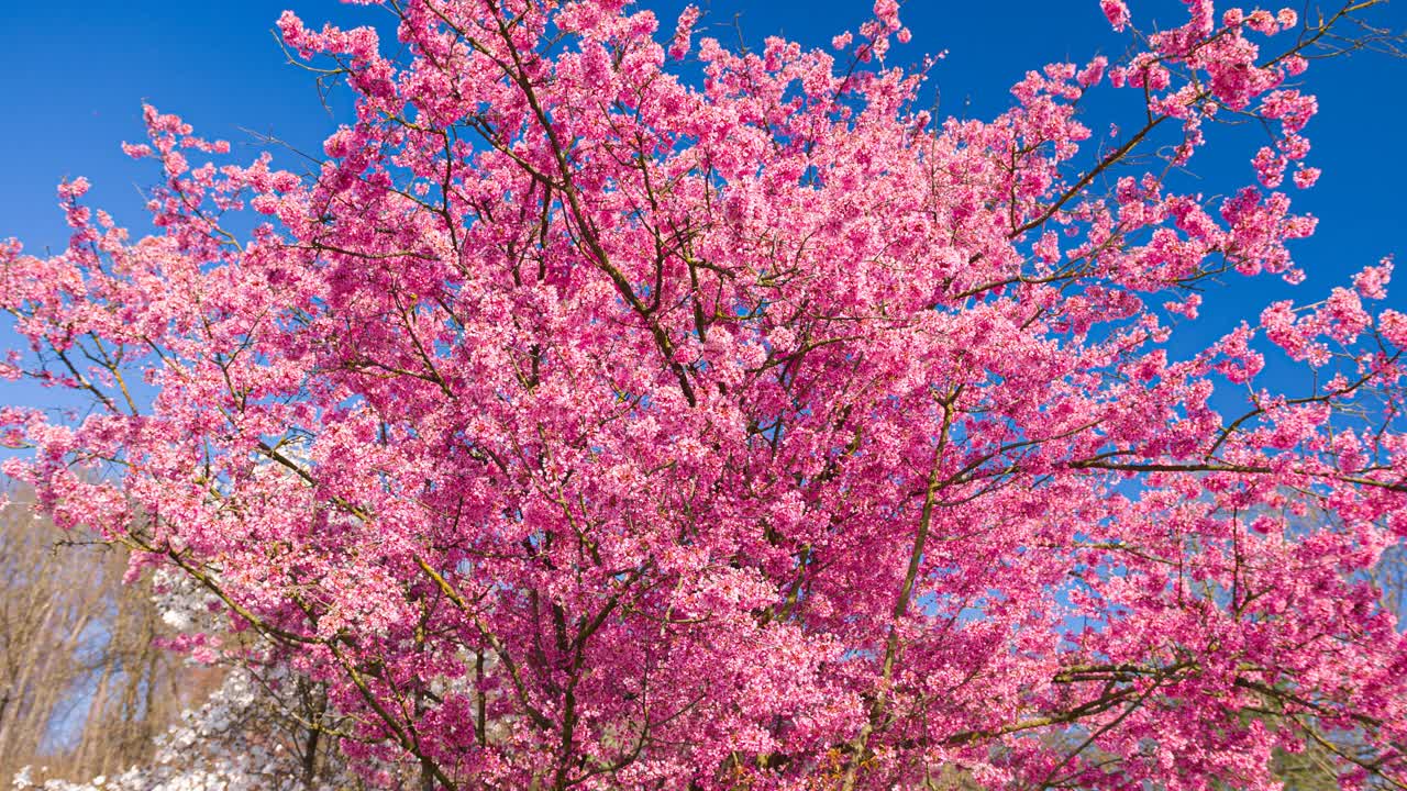 粉红色的樱花在晴朗的天空背景视频下载