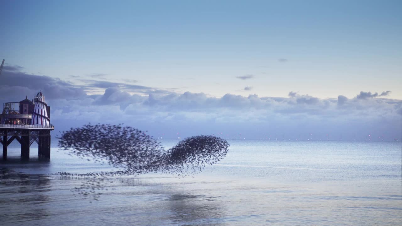 令人难以置信的低飞欧椋鸟群在栖息前聚在一起，然后分开视频素材