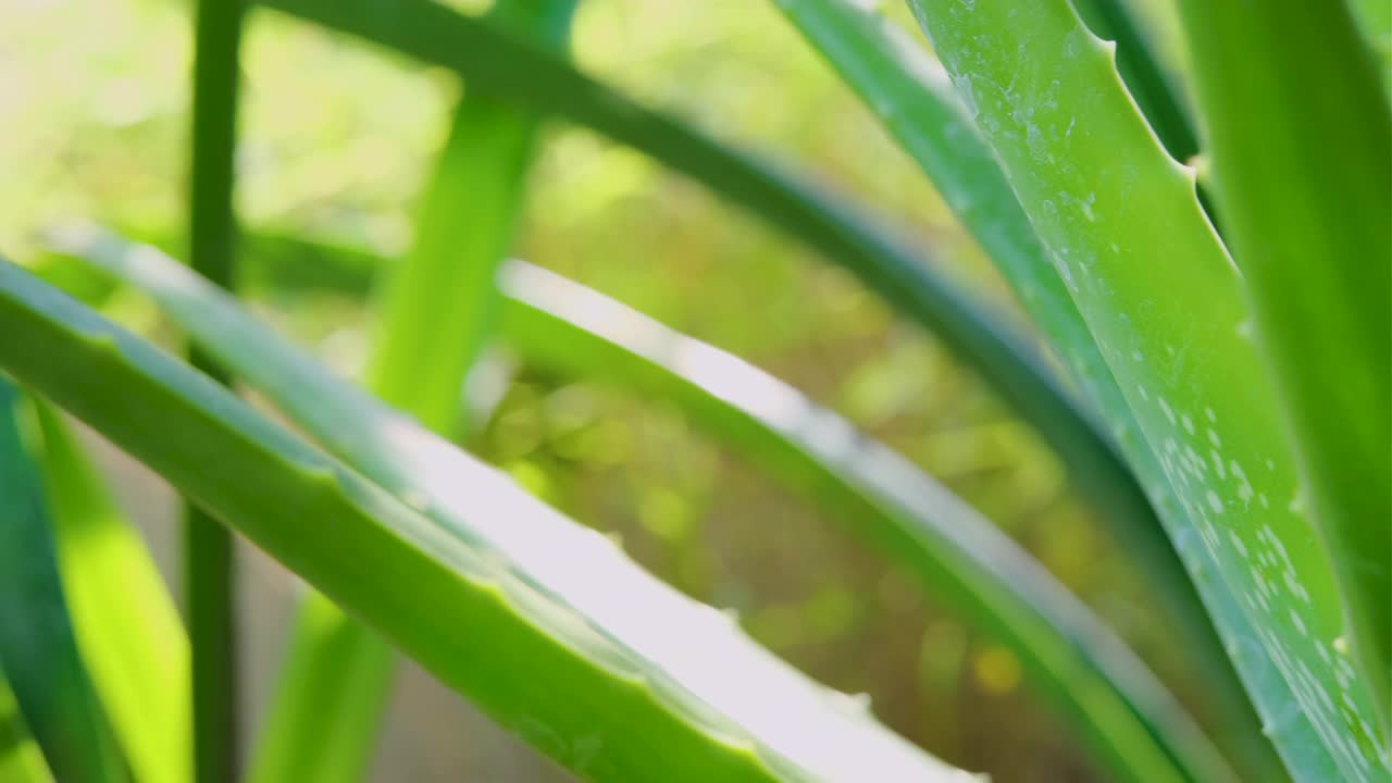 芦荟是一种绿色的天然草本植物视频下载