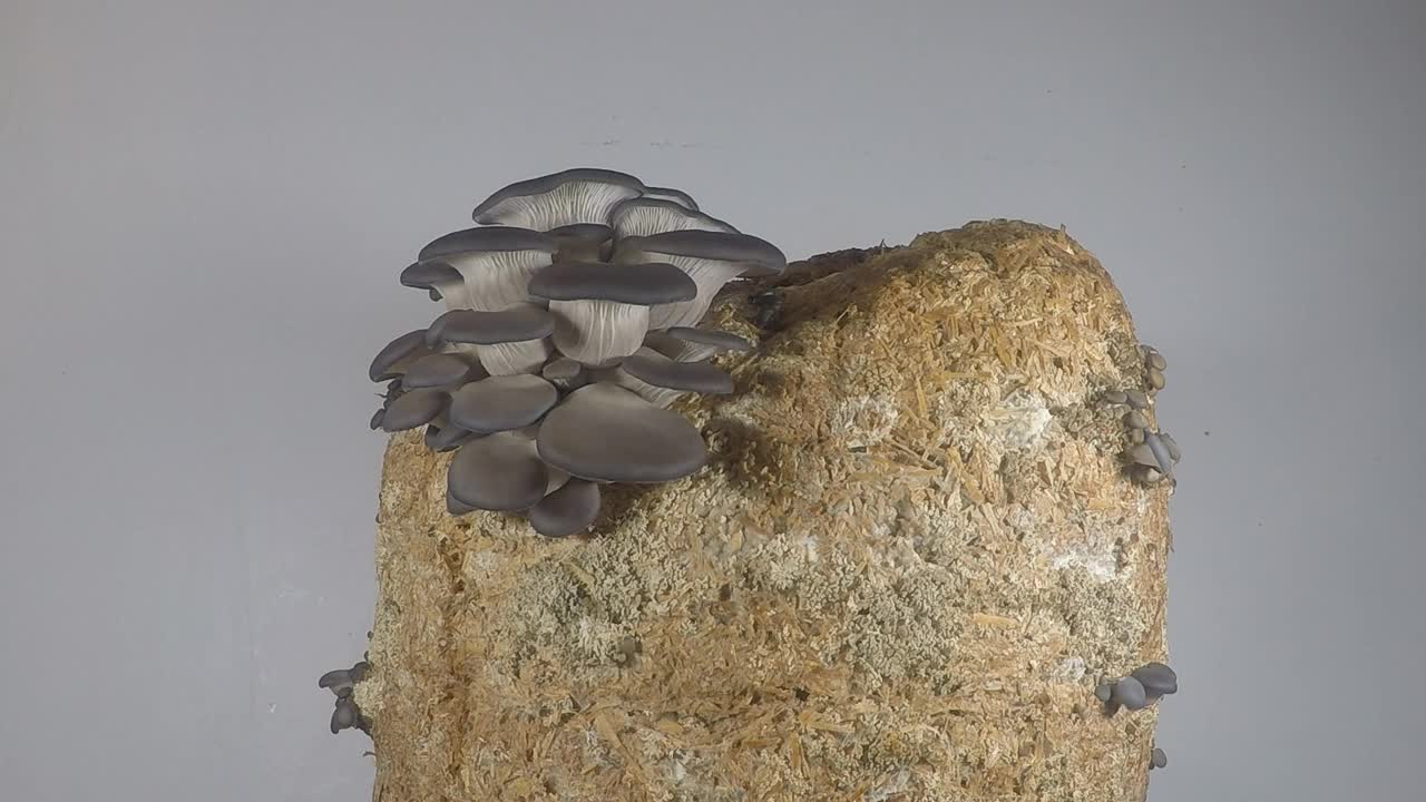 牡蛎蘑菇生长。生态食品。素食。可食用的蘑菇。视频素材