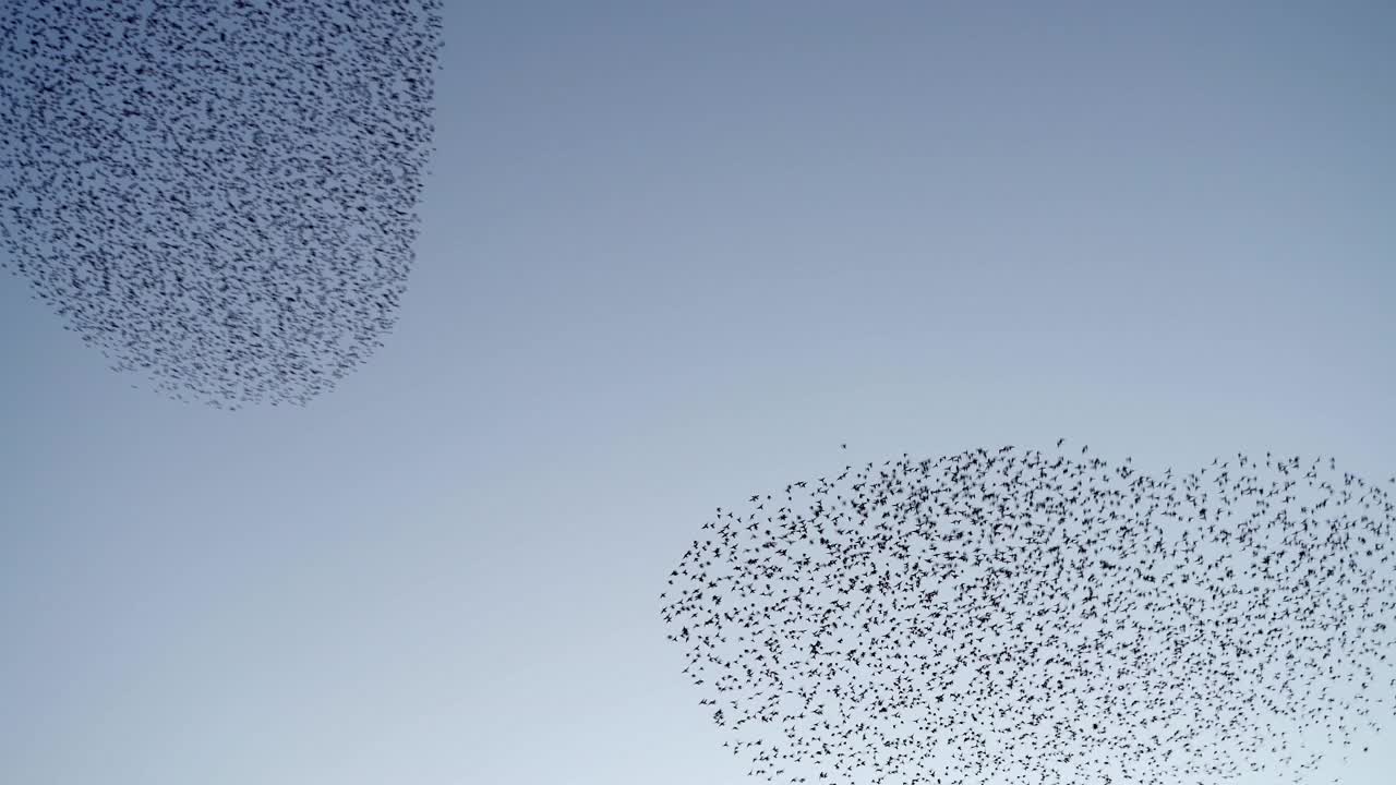 两群椋鸟在天空中成队形聚集在一起视频素材