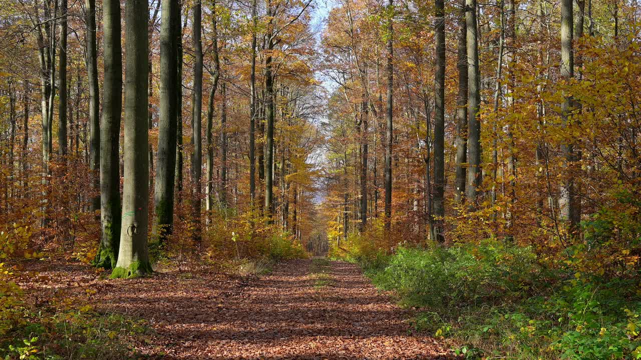 德国巴伐利亚州Spessart秋天的森林小路视频素材