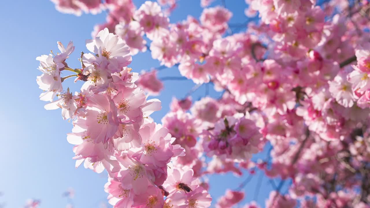 枝上的樱花在春天盛开在一个晴朗的天空背景视频下载