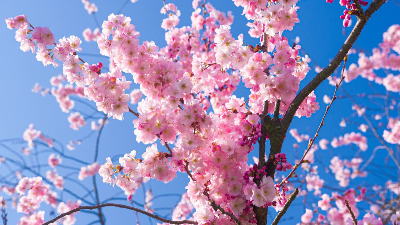 枝上的樱花在春天盛开在一个晴朗的天空背景视频下载