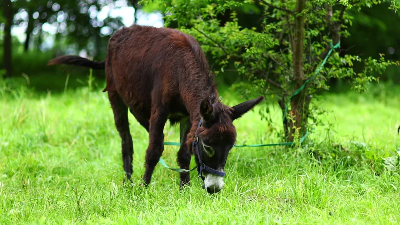驴子的宠物在夏天吃草视频素材