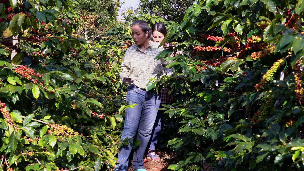 农民双手收获红色和黄色的新鲜成熟的阿拉比卡或罗布斯塔有机咖啡豆。农民在种植园里手工种植水果。咖啡树种植园的田野背景概念。视频下载