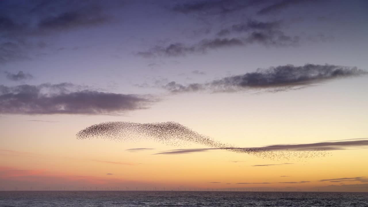 日落时分，一群椋鸟在海面上成群结队视频下载