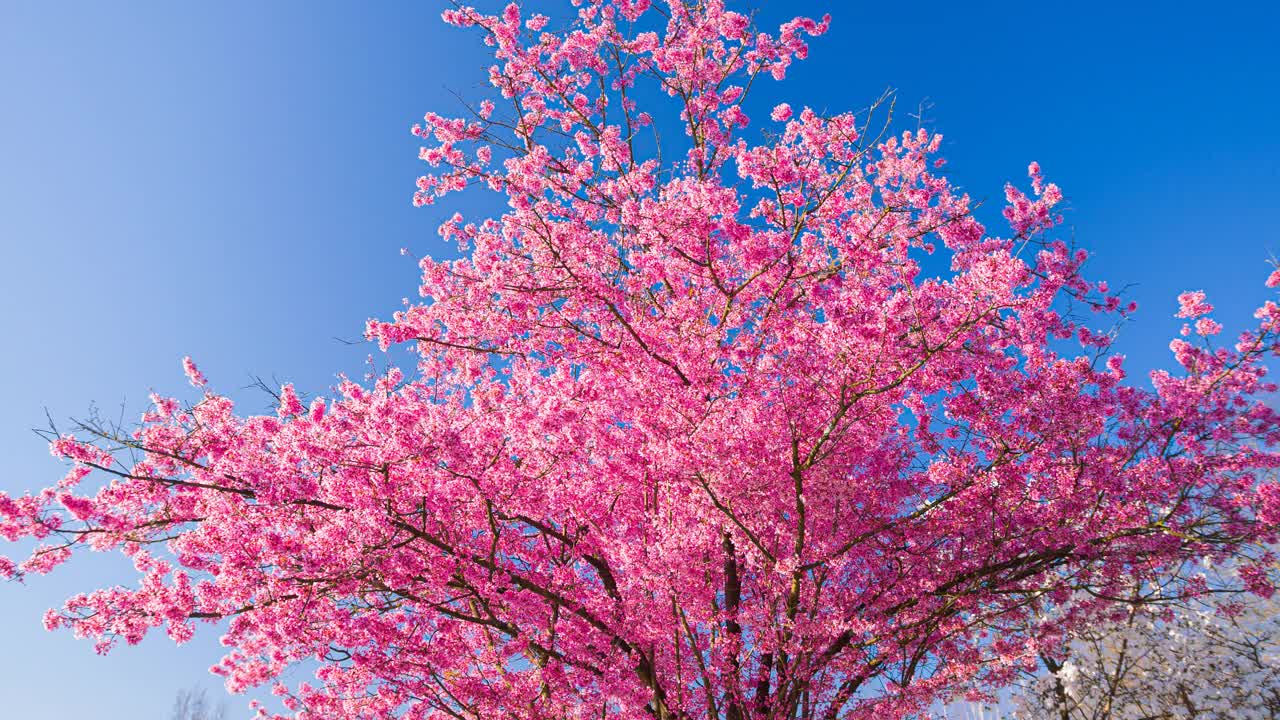春天开花的树视频下载