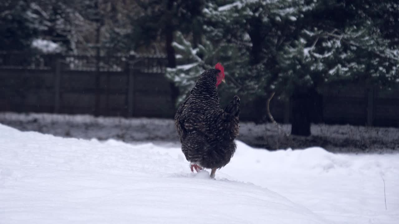 布拉马家鸡过冬视频下载