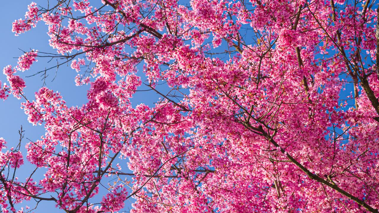 粉红色的樱花在春天盛开视频下载