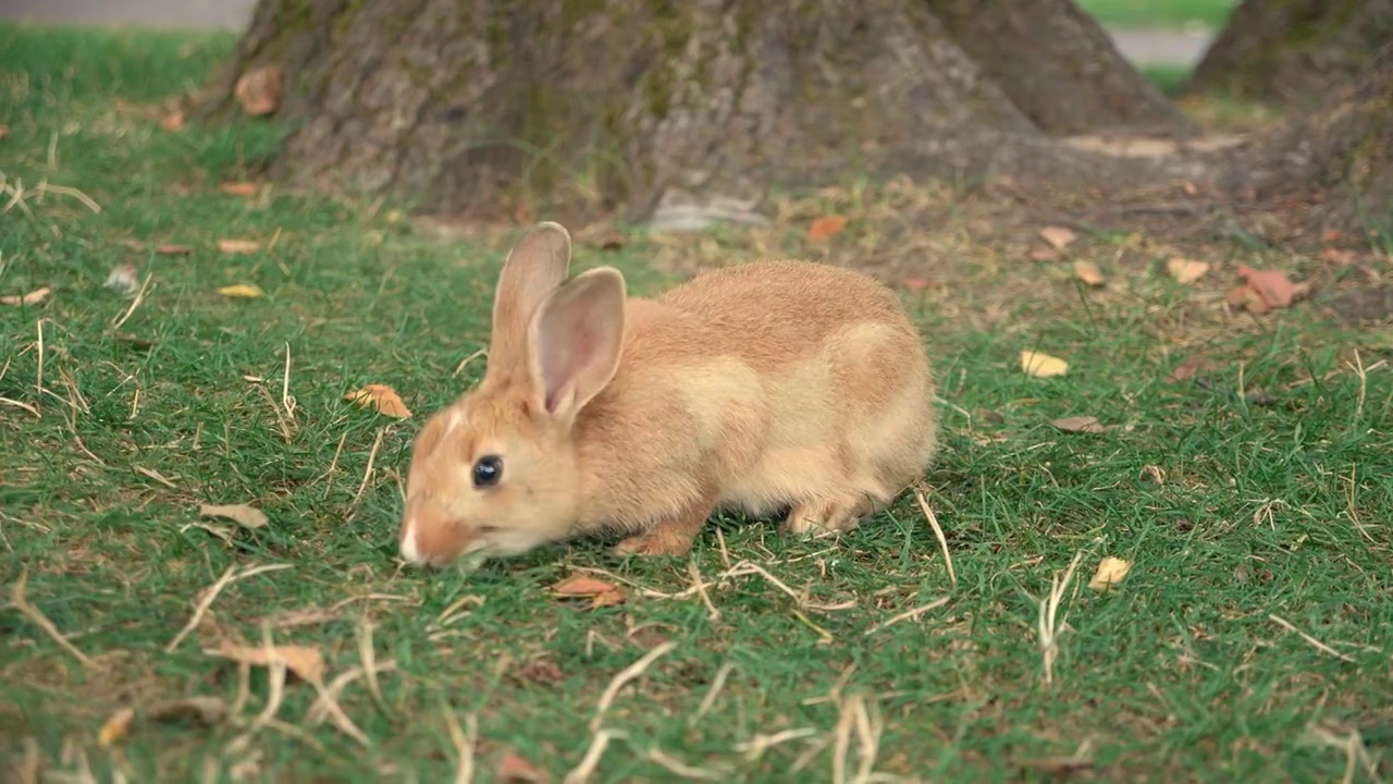 可爱的小兔子在公园里吃草视频素材