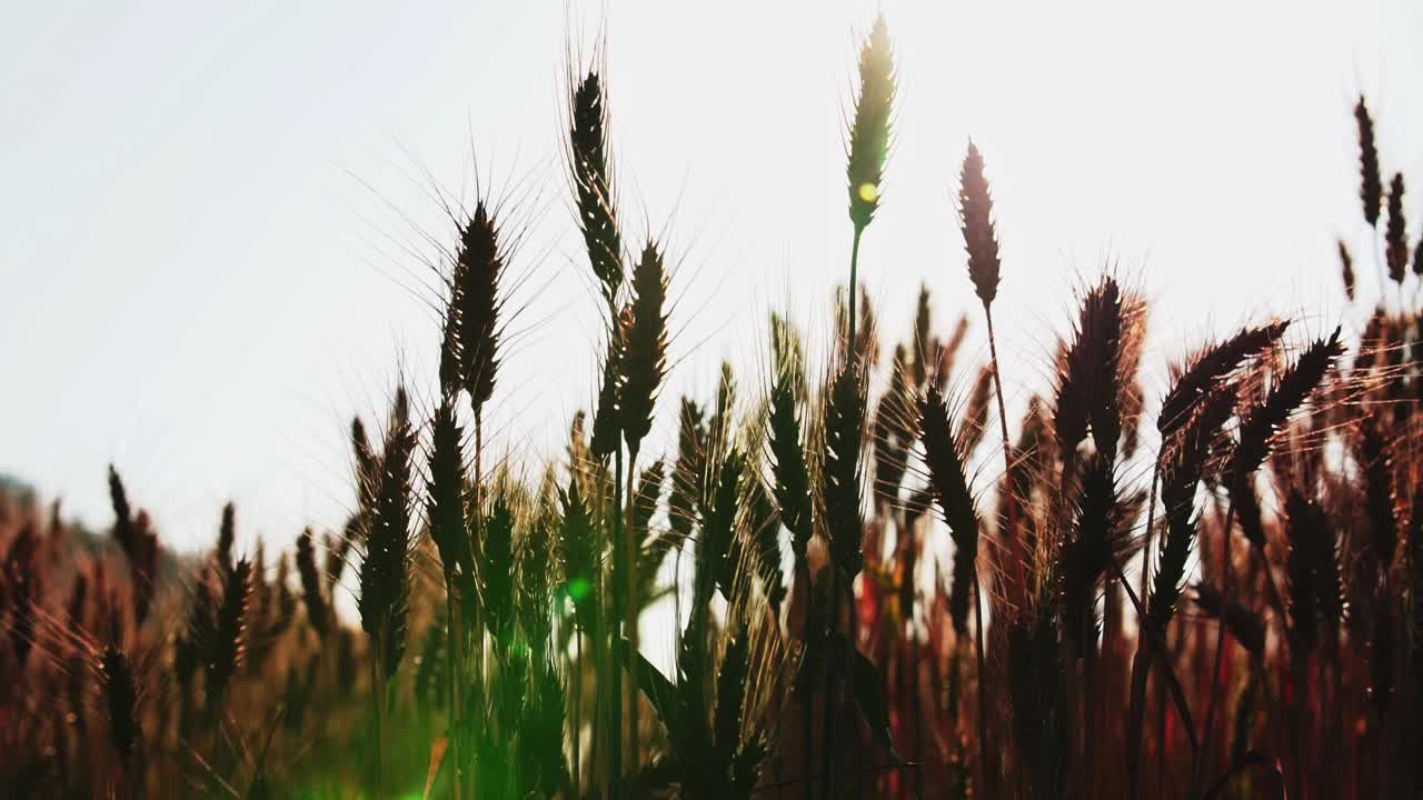 小麦草甸。成熟的黄金大麦田在夏天。自然有机黄黑麦植物生长收获。视频素材