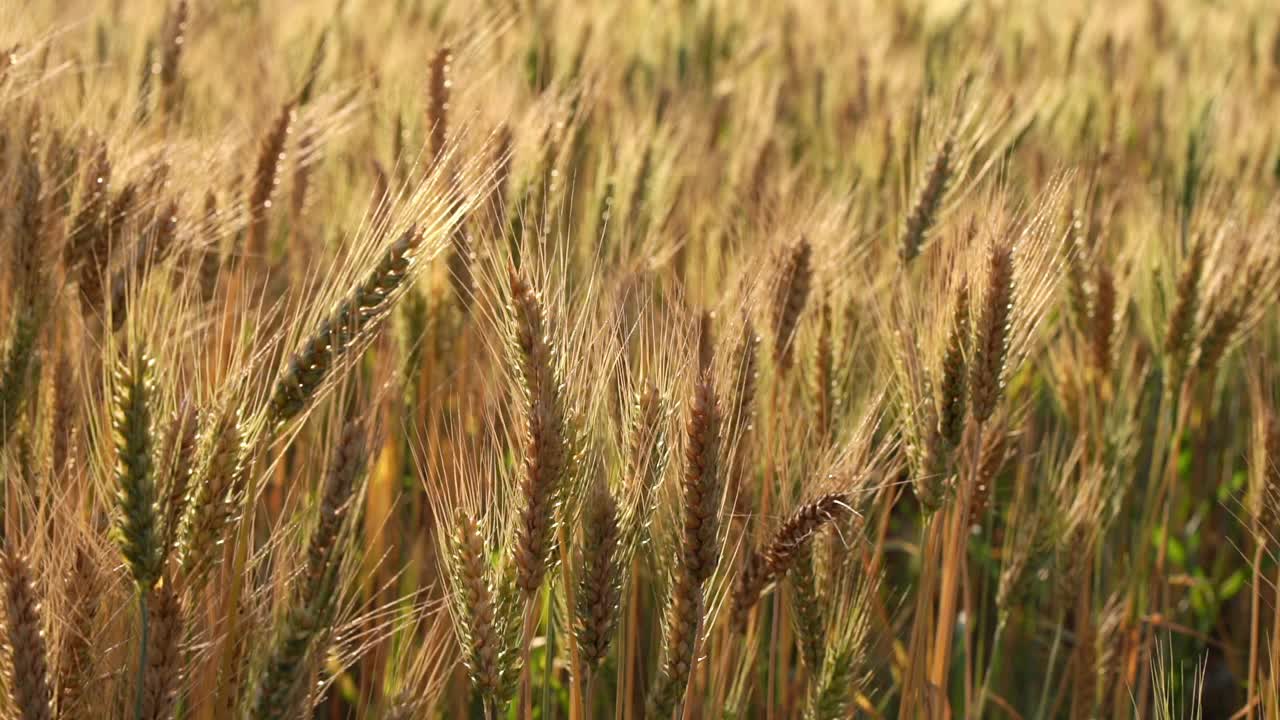 小麦草甸。成熟的黄金大麦田在夏天。自然有机黄黑麦植物生长收获。视频素材