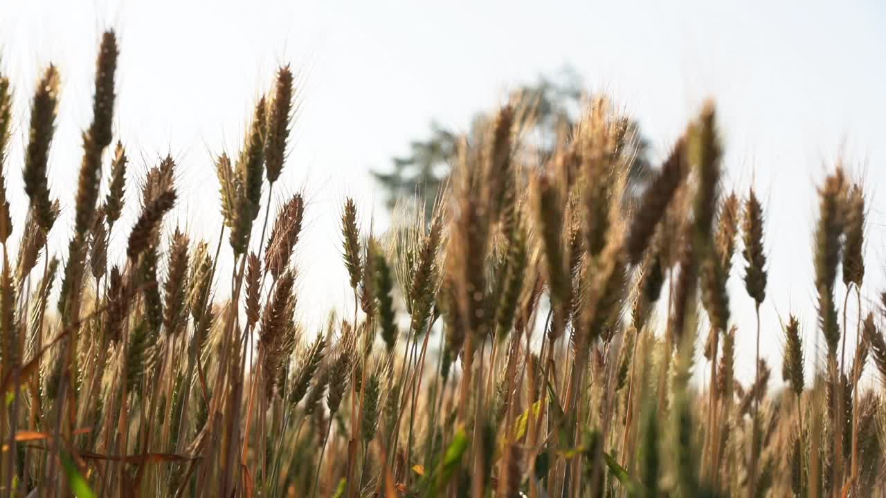 小麦草甸。成熟的黄金大麦田在夏天。自然有机黄黑麦植物生长收获。视频下载
