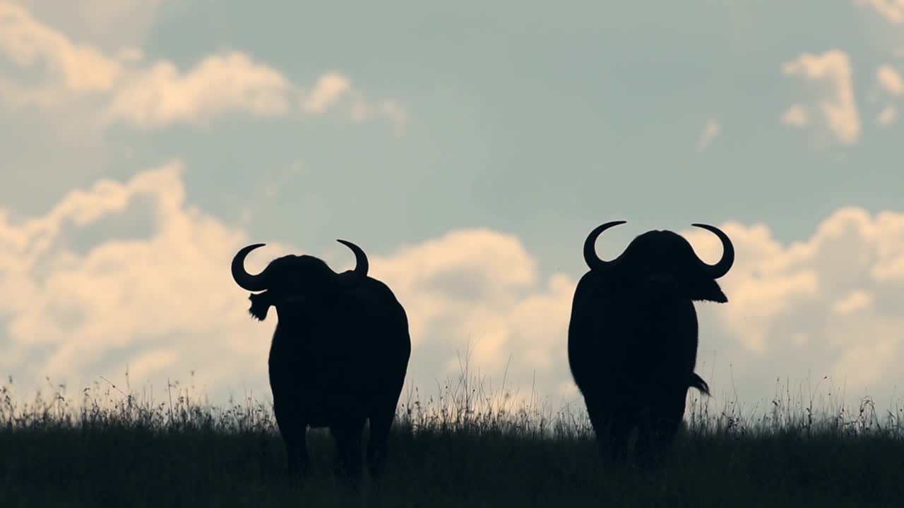 剪影的两个野生水牛站在草地上在肯尼亚，非洲-宽镜头视频下载