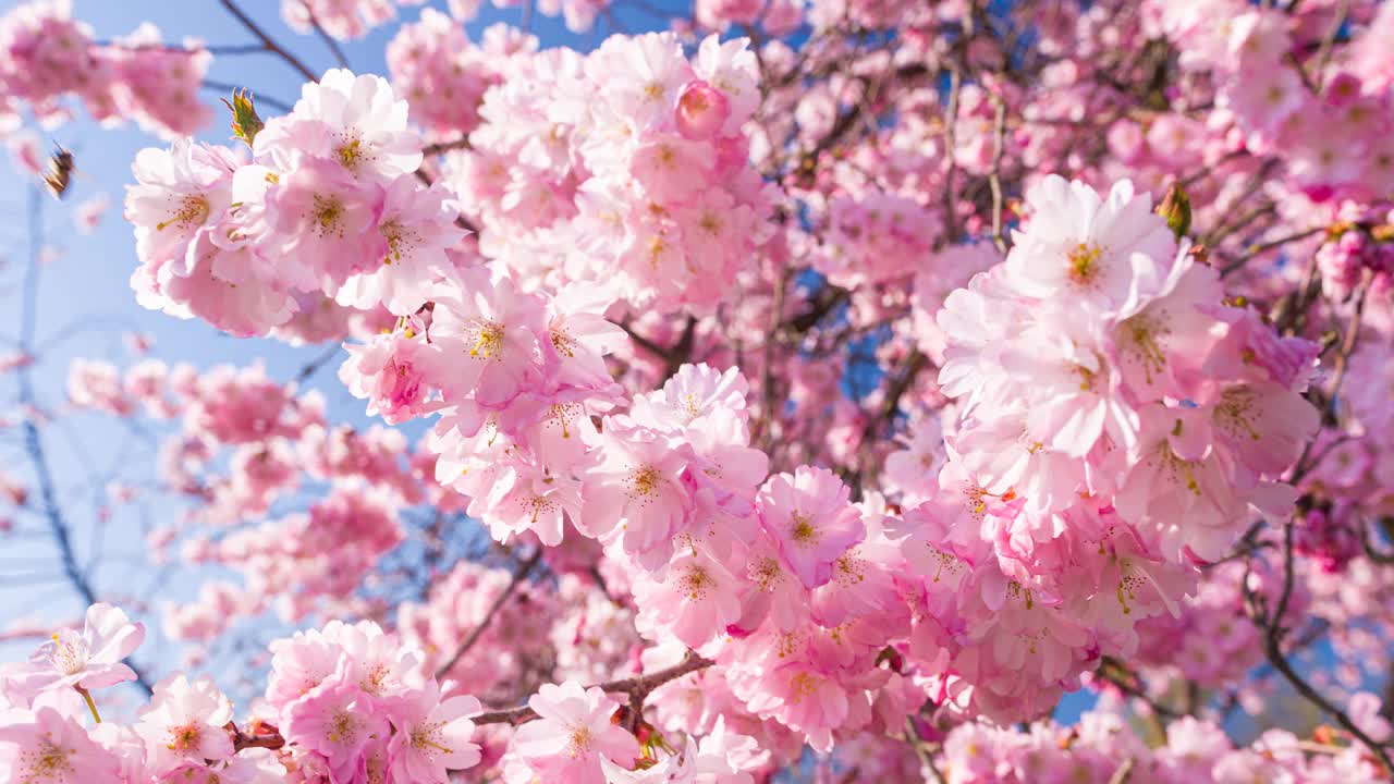 明亮的樱花盛开在一个美丽的阳光明媚的春天视频下载