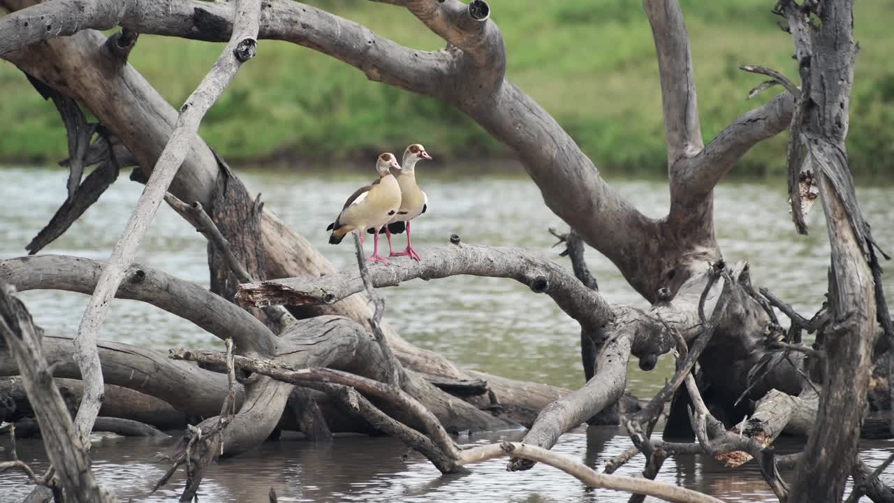 一对埃及鹅站在一棵树的干树枝上，这棵树躺在肯尼亚的El Karama Lodge河上。——中景镜头视频下载