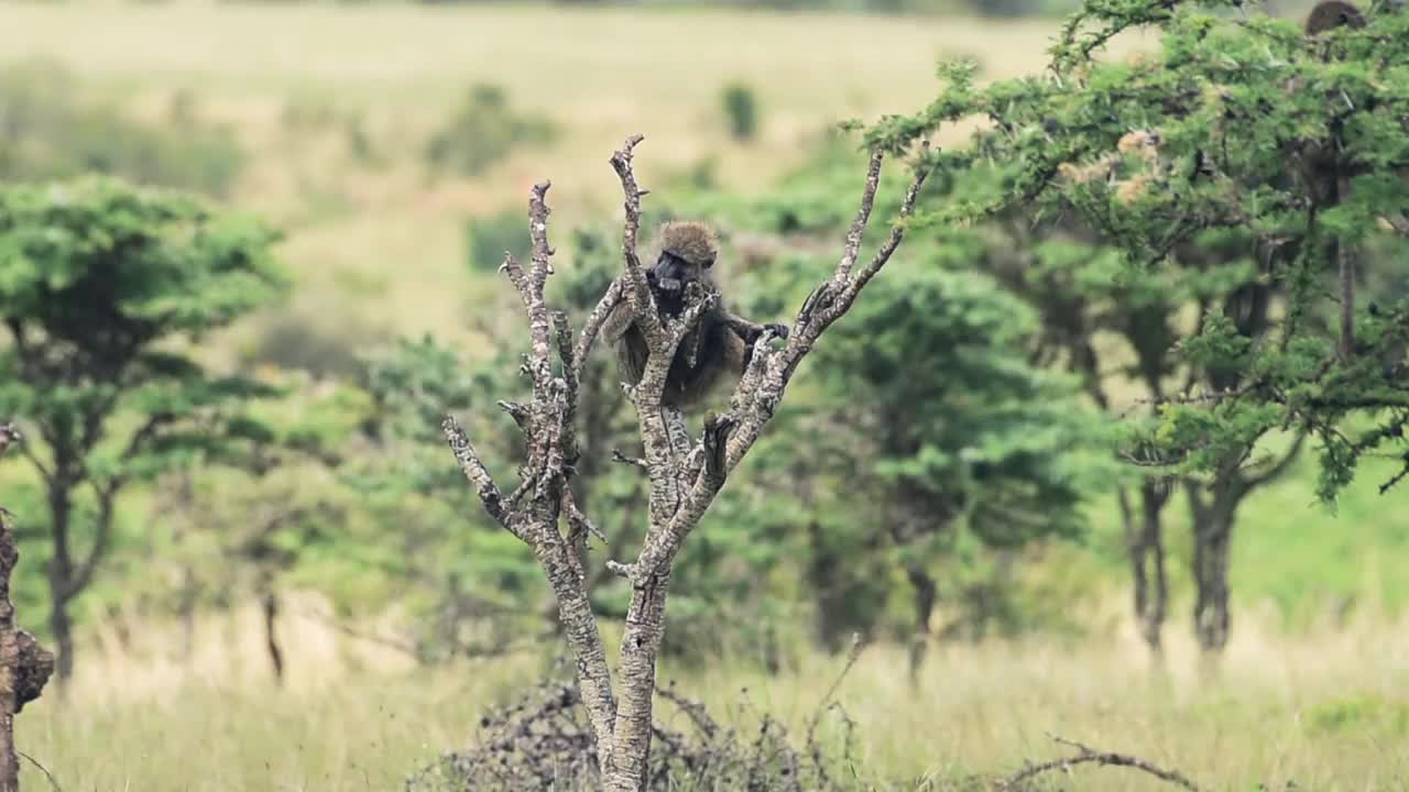 夏日里，一只狒狒环顾四周，爬到一棵光秃秃的树上。采用针视频下载