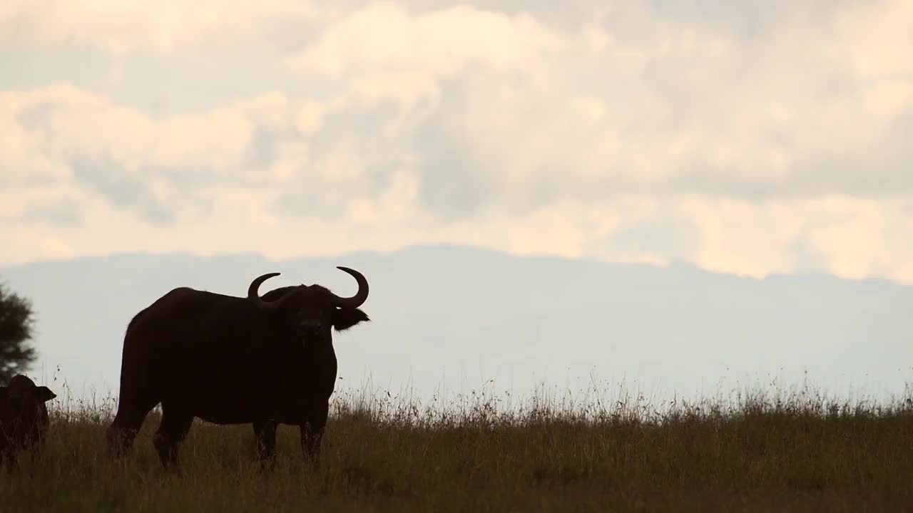 剪影的野生水牛走在草地上在肯尼亚，非洲-宽镜头视频下载