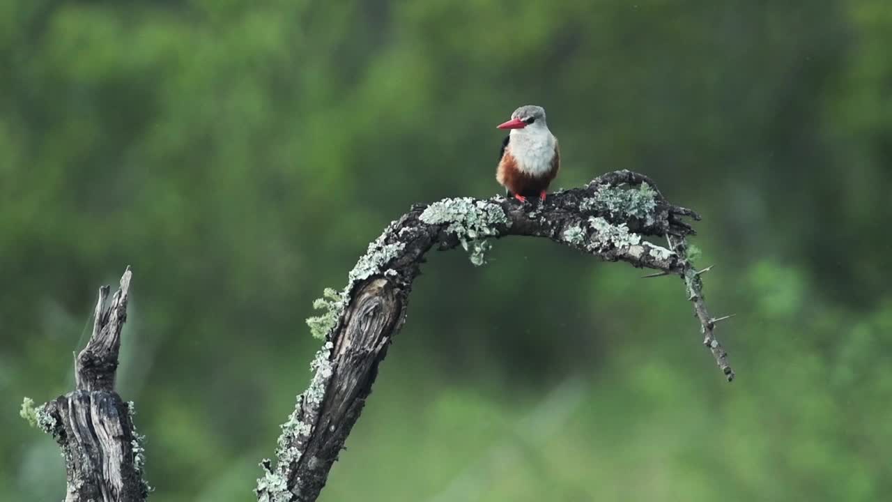 一只灰头翠鸟栖息在一棵干树枝上，飞走了，在肯尼亚的El Karama小屋。——中景镜头视频下载