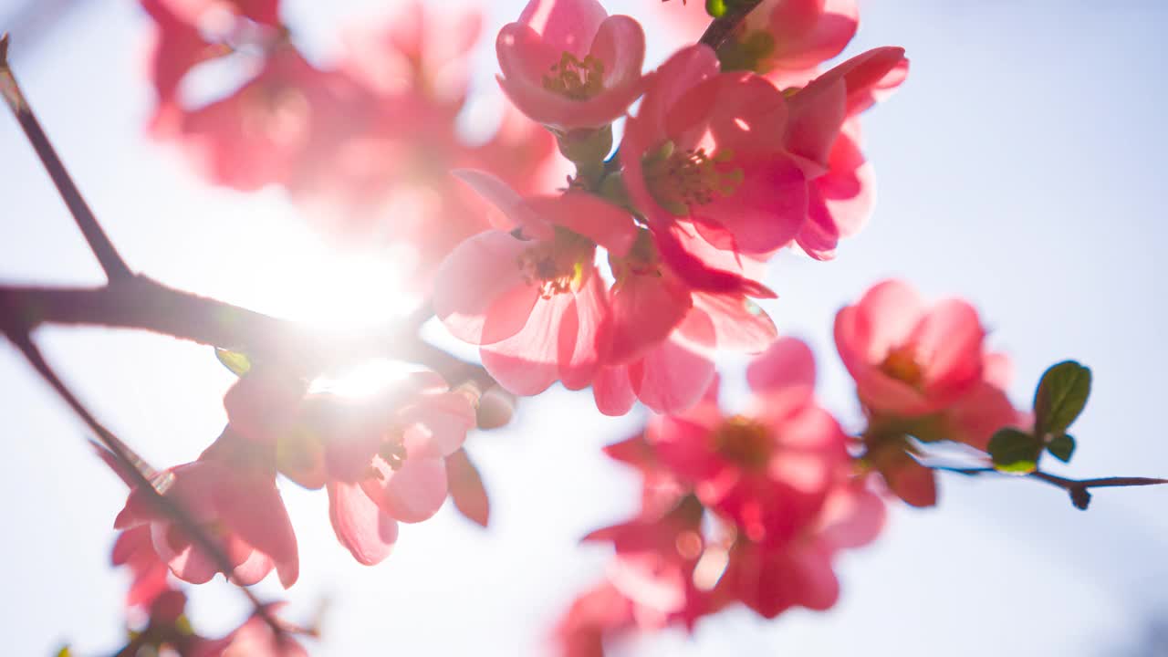 樱花盛开的树枝视频下载