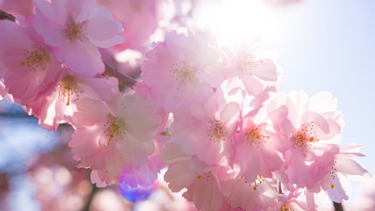 明亮的樱花盛开在一个美丽的阳光明媚的春天视频下载