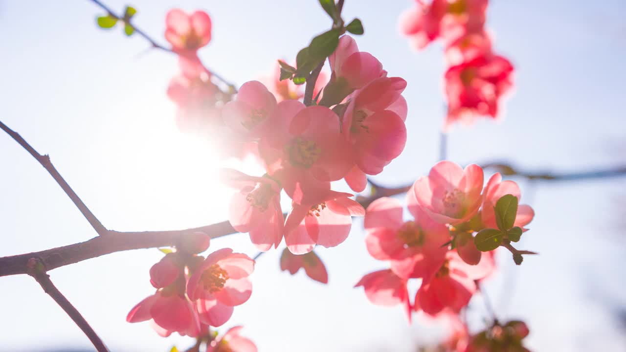 这是一个充满活力的粉红色樱花的特写，在春天的樱花树枝上有蓬松的花瓣视频下载