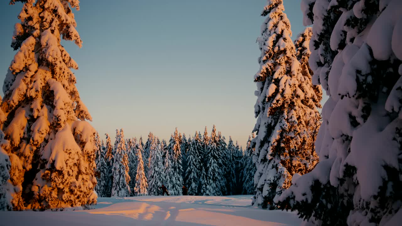 日落时分，两名难以辨认的越野滑雪者在云杉树间滑雪视频素材