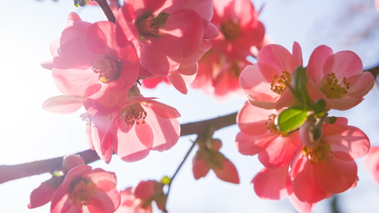 阳光照耀下美丽的樱花视频下载