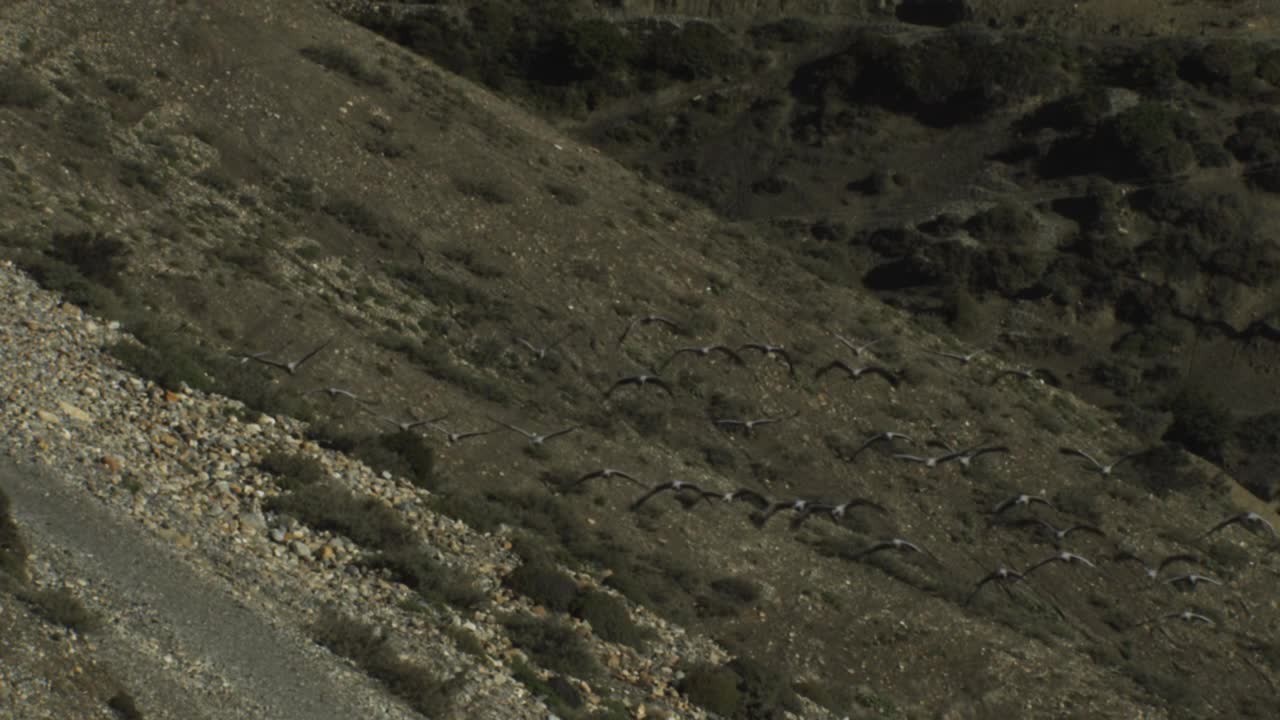 SLOMO HA PAN和一群蓑羽鹤飞向ZO相机，展示山坡视频素材
